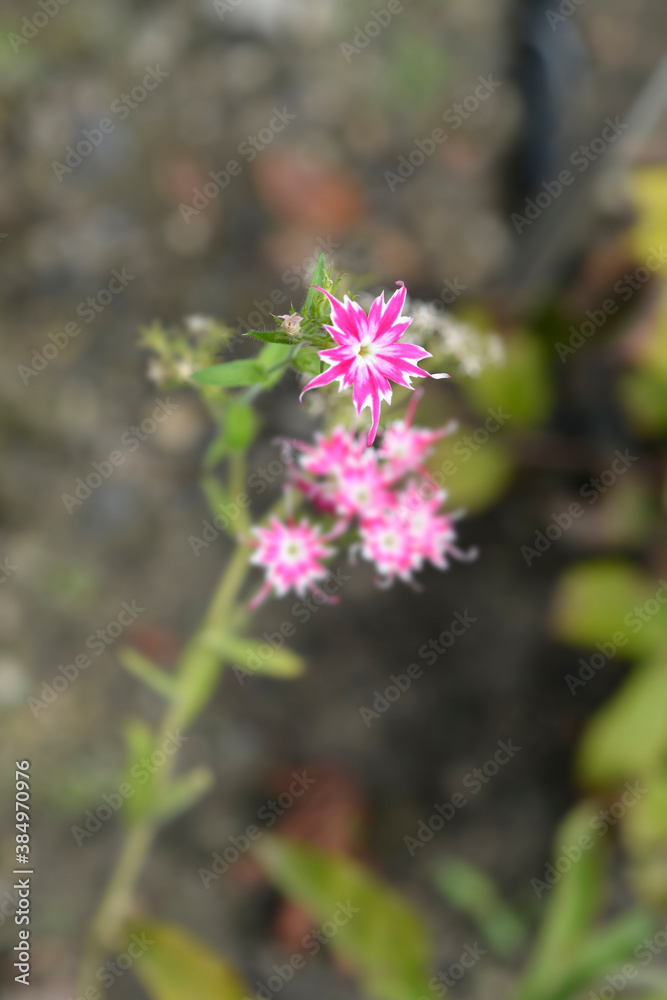 Annual Phlox Twinkle Star Annual Phlox Twinkle Star