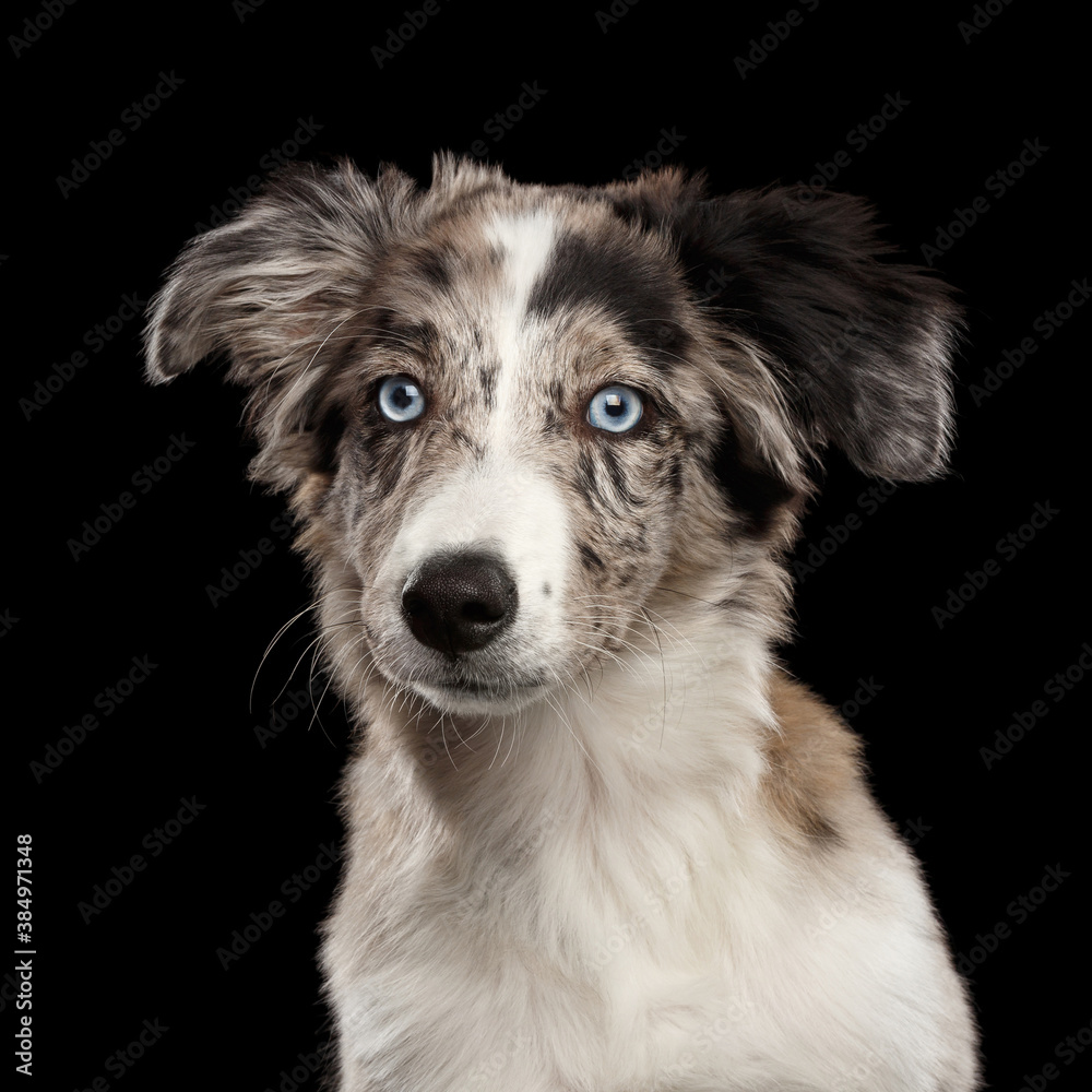 Portrait of Border collie Puppy with blue eyes looking at camera on Isolated Black Background Portrait of Border collie Puppy with blue eyes looking at camera on Isolated Black Background