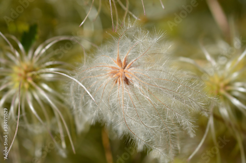 Clematis ispahanica