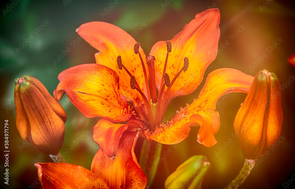 Bright orange soda lily. Opened flower and buds. Blurred background. Abstract natural postcard or picture for wallpaper.