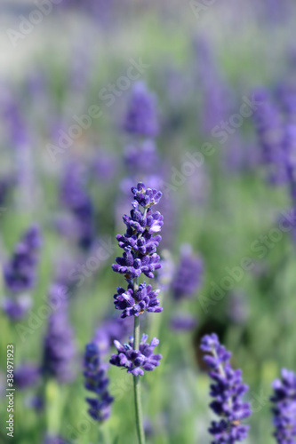 English lavender Hidcote