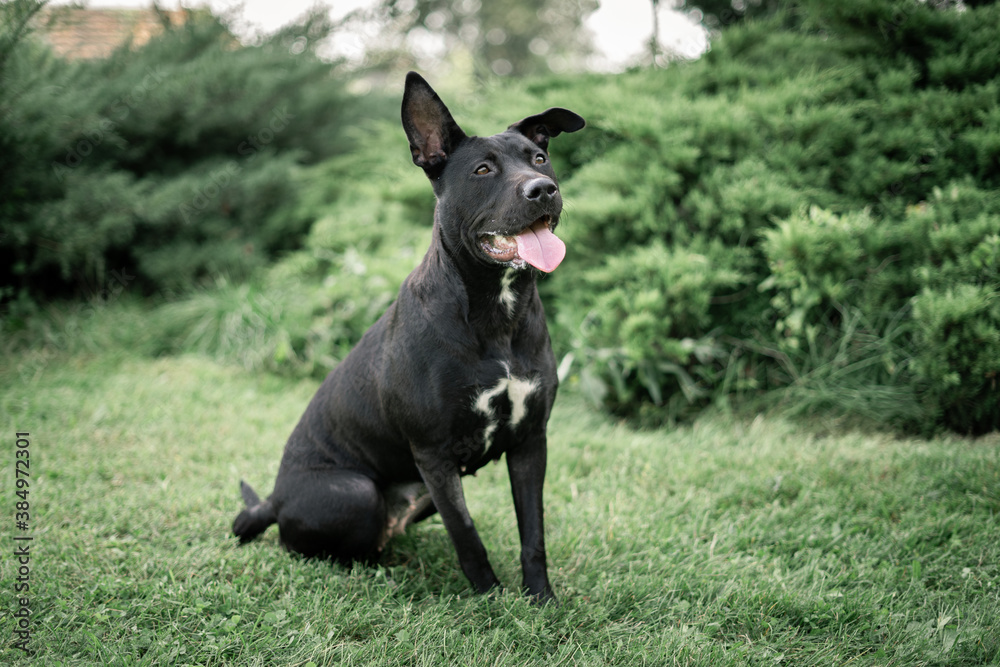 Dog shelter puppy portrait Dog shelter puppy portrait