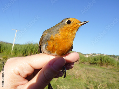 Petirrojo ( Erithacus rubecula), anillamiento científico de aves, análisis de especies y conservación. photo