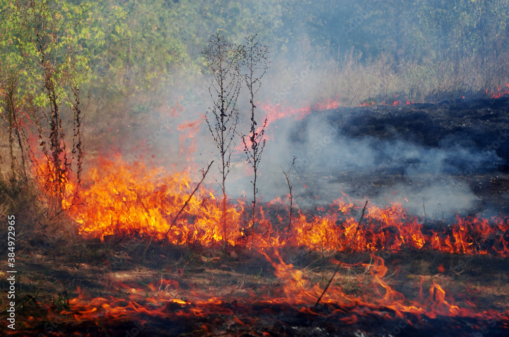 Forest fire. Deciduous trees and grass engulfed in flames with smoke