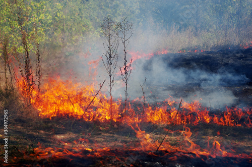 Forest fire. Deciduous trees and grass engulfed in flames with smoke