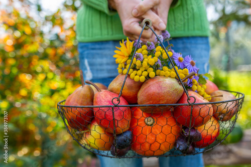 Fototapeta Naklejka Na Ścianę i Meble -  Autumn harvest in the garden. A basket of fruit held in the hands.