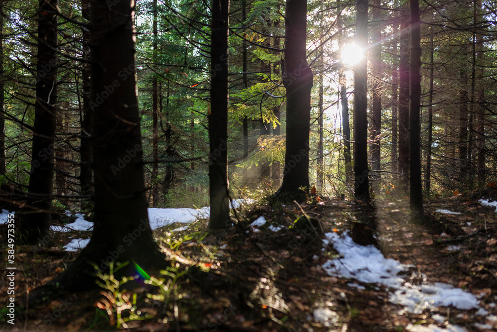 The first frost in the autumn forest. The first frost in the autumn forest.
