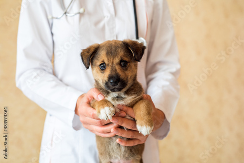 Female vet holding cute puppy in hospital