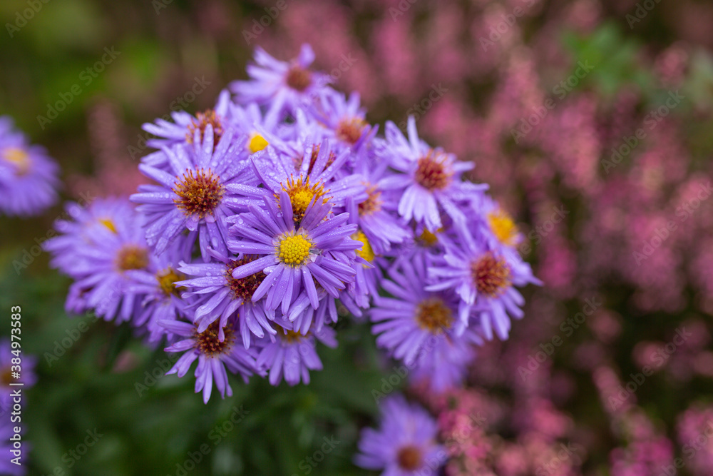 Obraz premium Autumn asters in the garden.