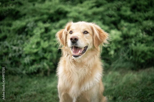 golden retriever dog © martynanysk