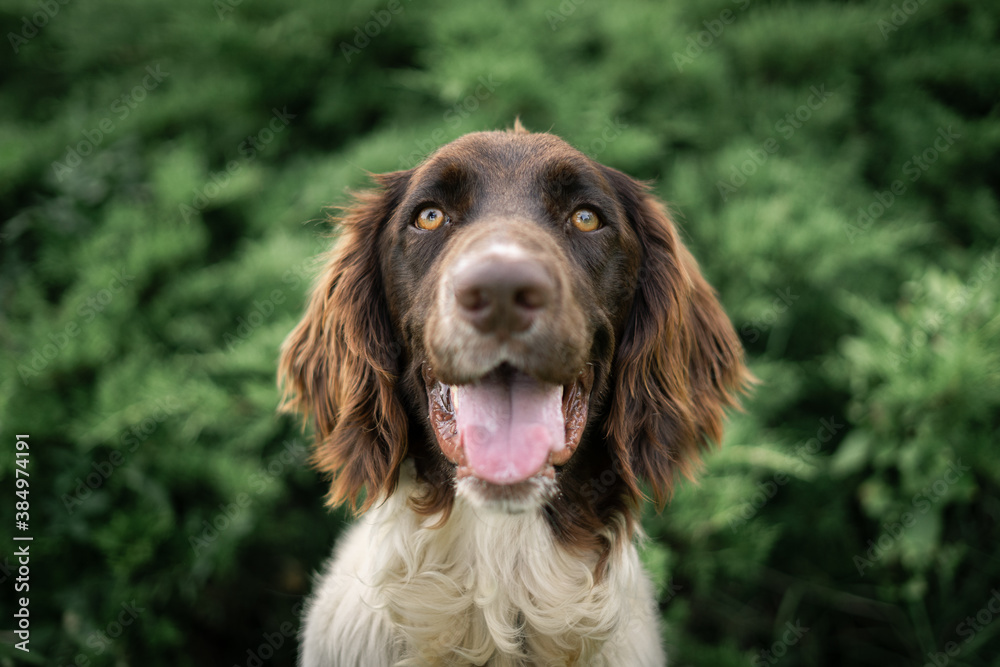 Dog shelter puppy portrait