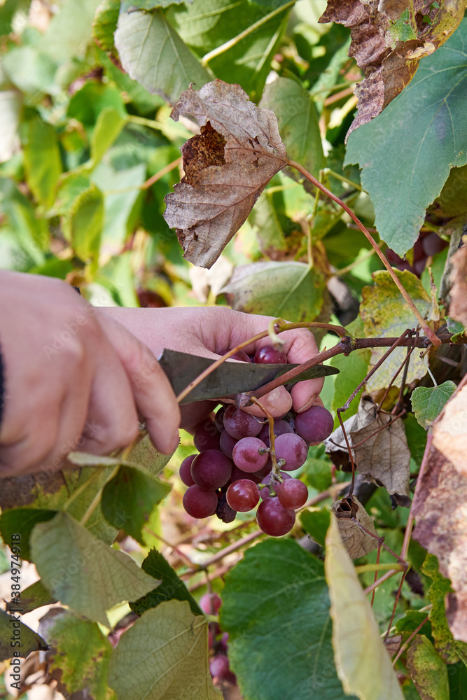 Woman's hands cut bunches of ripe purple grapes with a knife.