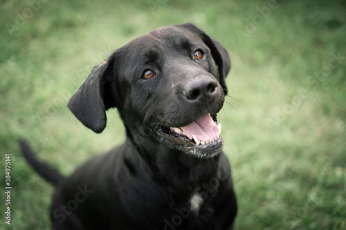 black labrador retriever