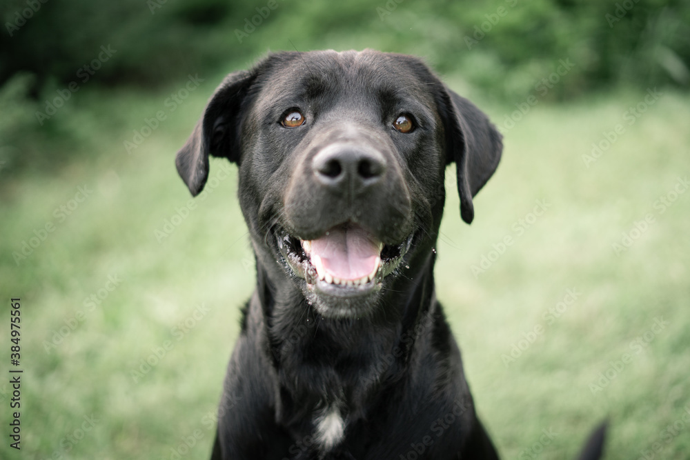 Dog shelter puppy portrait