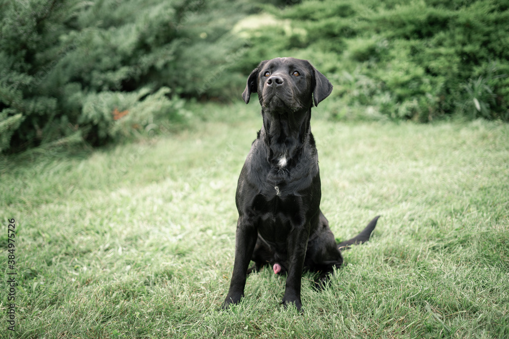 black labrador retriever