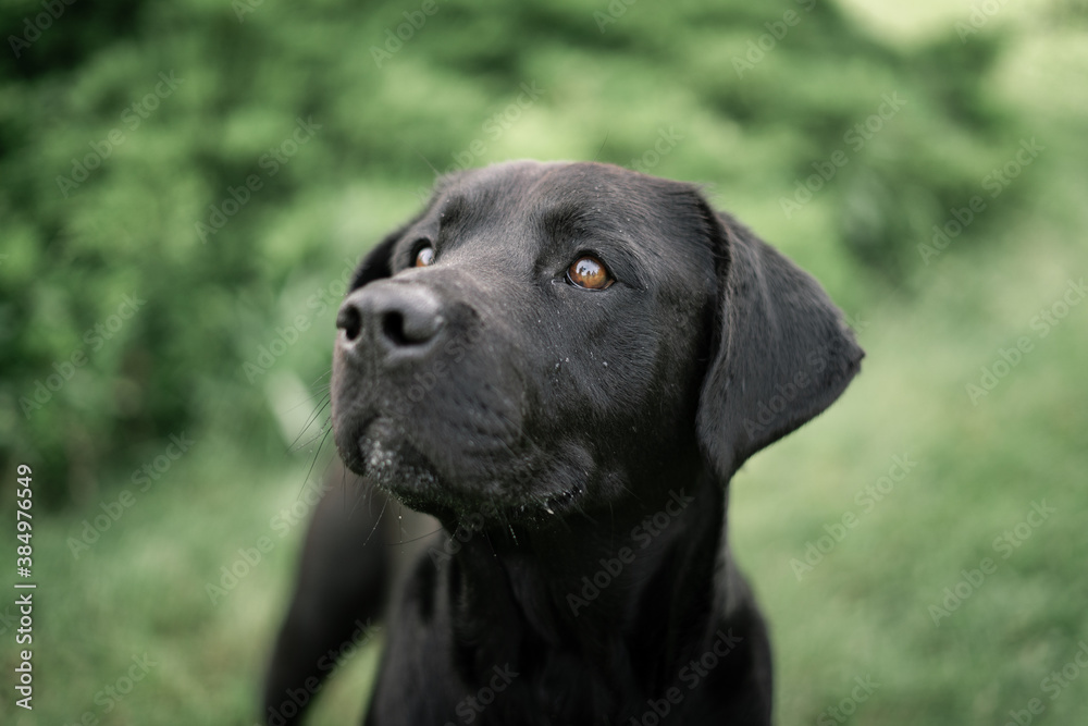 black labrador retriever