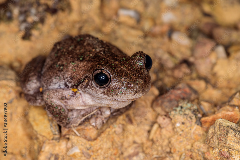 Obraz premium Peron’s Tree Frog