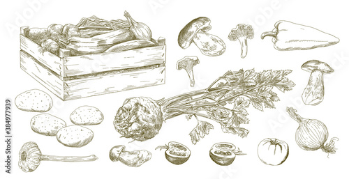 Set of vegetables, hand drawn set