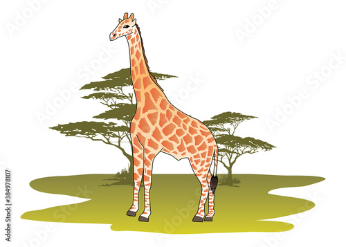 jirafa safari