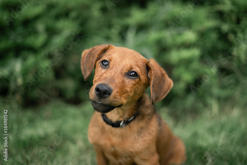 portrait of a dachshund © martynanysk