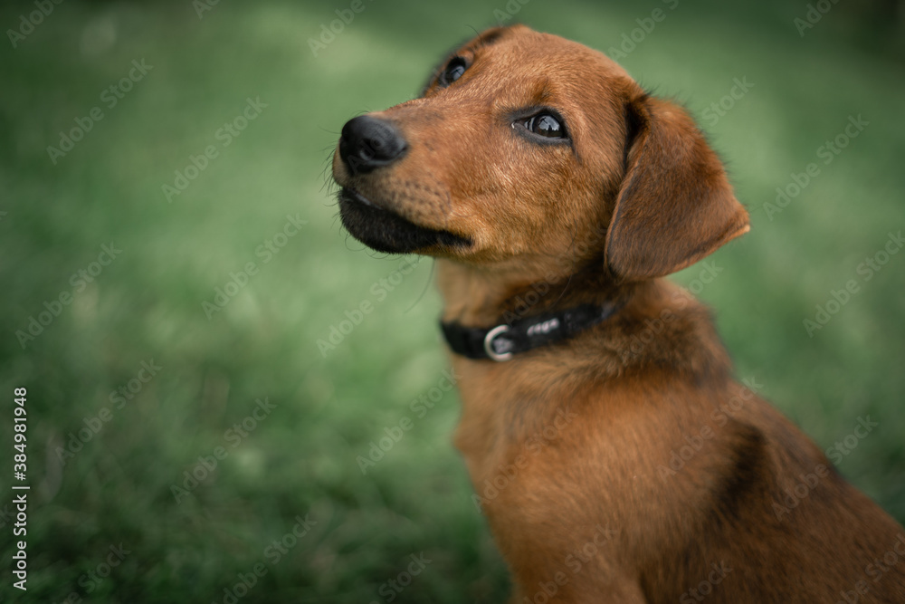 Puppy portrait