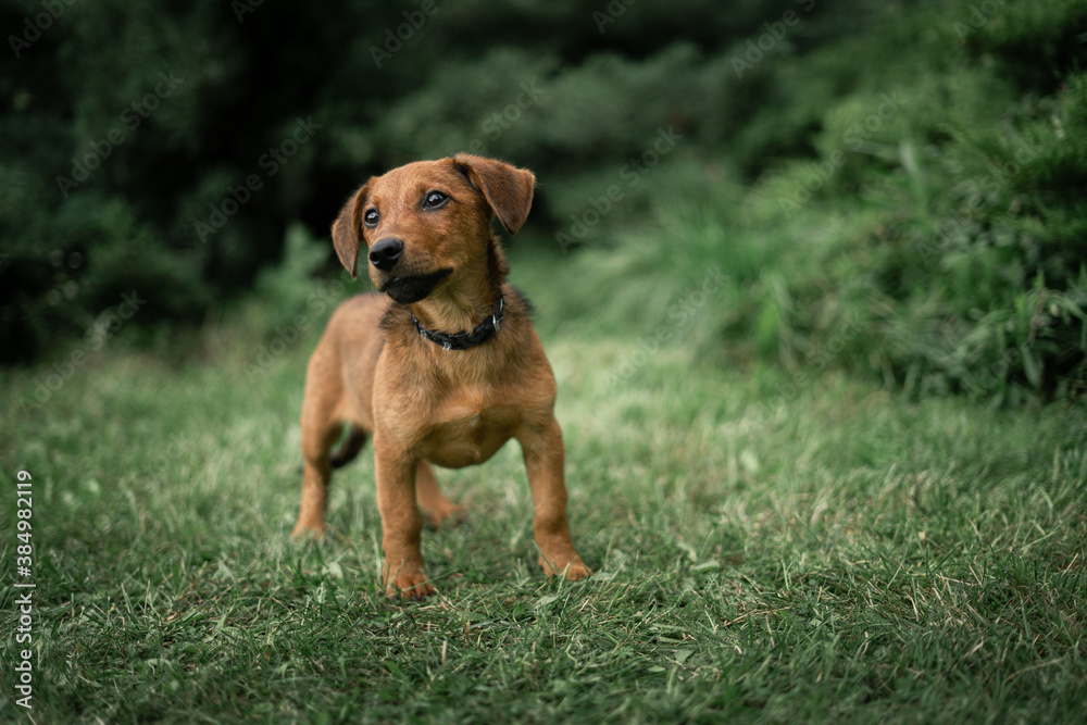 portrait of a dog