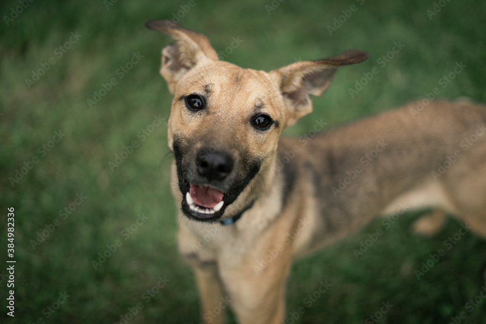 Puppy portrait