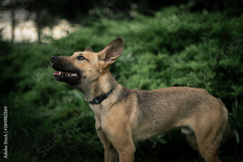 portrait of a shepherd