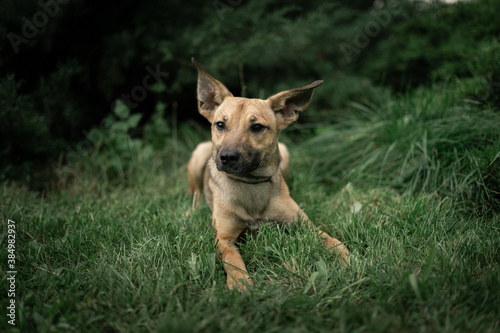 german shepherd dog © martynanysk