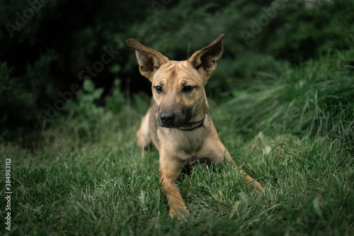 german shepherd dog on grass © martynanysk
