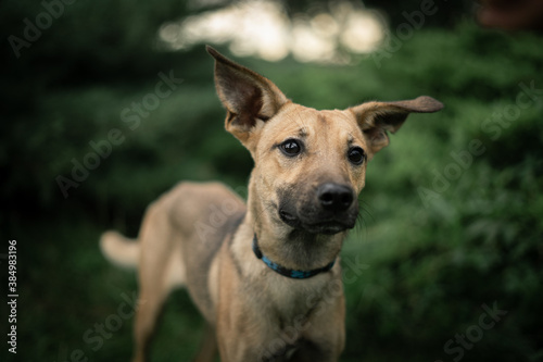 Puppy portrait