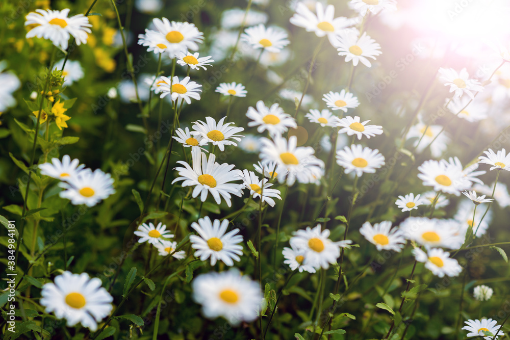 Fototapeta premium Lots of big daisies