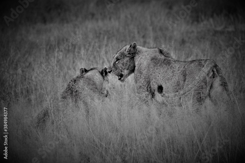 Canvas Print lioness in grass