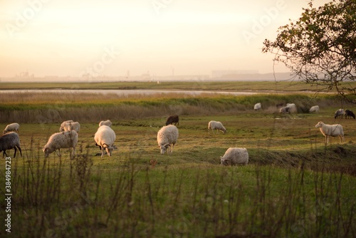 Grazing sheep at dawn.
