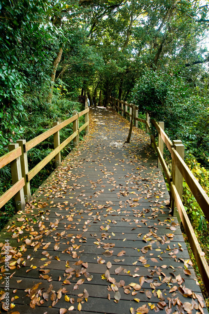 Fototapeta premium 柿田川公園の散歩道