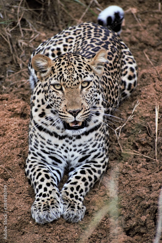 Fototapeta premium leopard 
