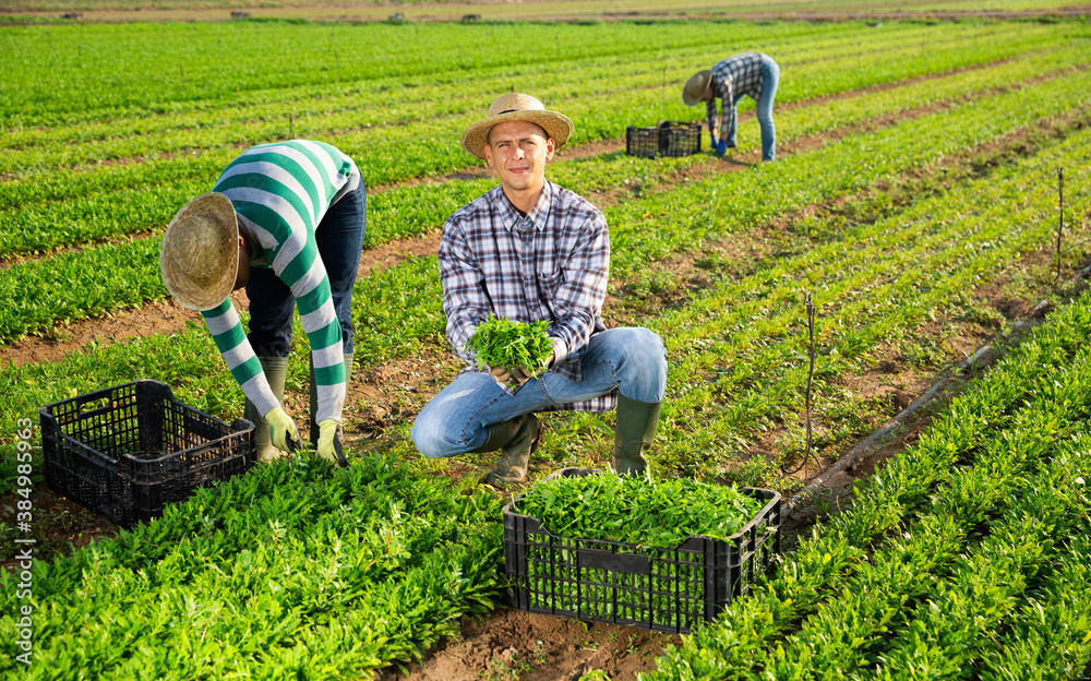 Successful smiling farmer engaged in organic leafy vegetables growing, showing arugula harvest on farm field