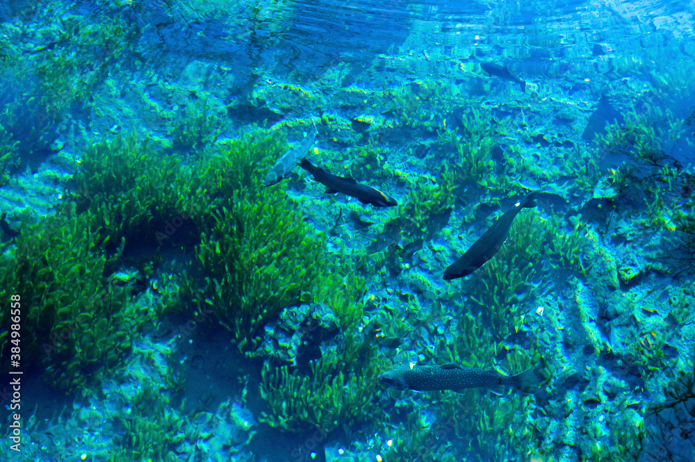 Fototapeta premium 湧き水と藻