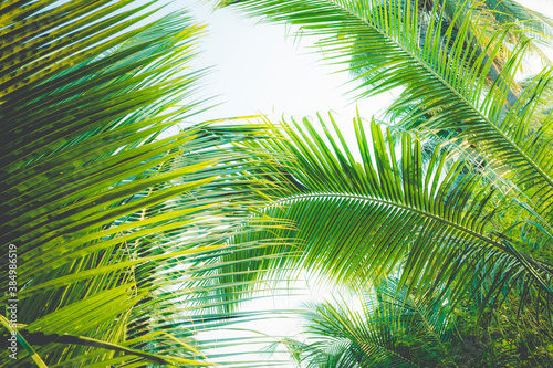 Coconut leaf tree on sky background