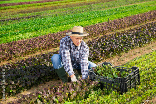 Experienced farmer hand harvesting crop of organic red leaf mustard on vegetable plantation © JackF