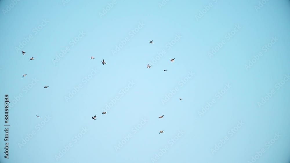 flock of beautiful colorful birds flies in the sky against the background of the moon flock of beautiful colorful birds flies in the sky against the background of the moon