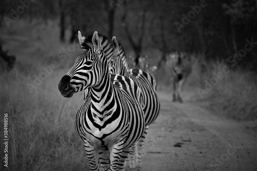 zebra in a line