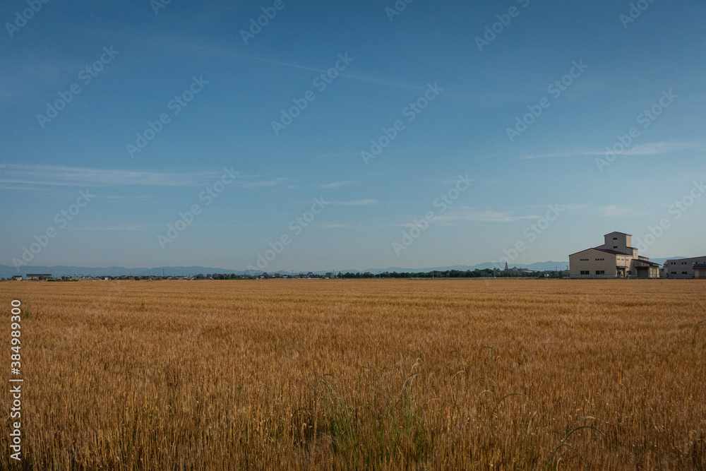収穫期を迎えた小麦畑の風景