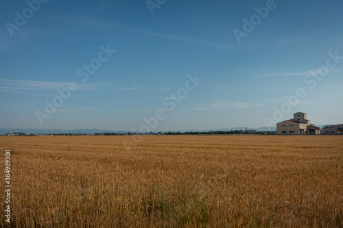 収穫期を迎えた小麦畑の風景