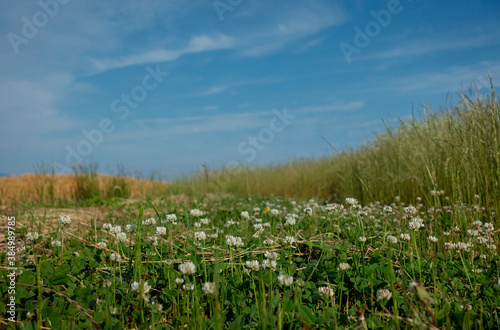 野原に咲く、クローバーの花（シロツメクサ）と青空