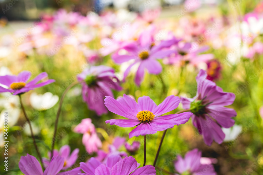 Cosmos flowers blossom field close up in garden Cosmos flowers blossom field close up in garden