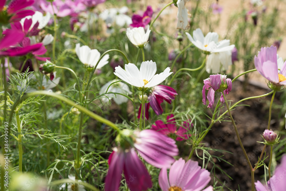 Cosmos flowers blossom field close up in garden Cosmos flowers blossom field close up in garden