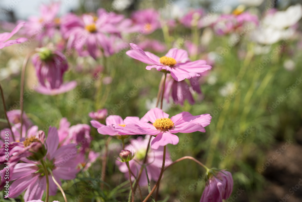 Cosmos flowers blossom field close up in garden Cosmos flowers blossom field close up in garden