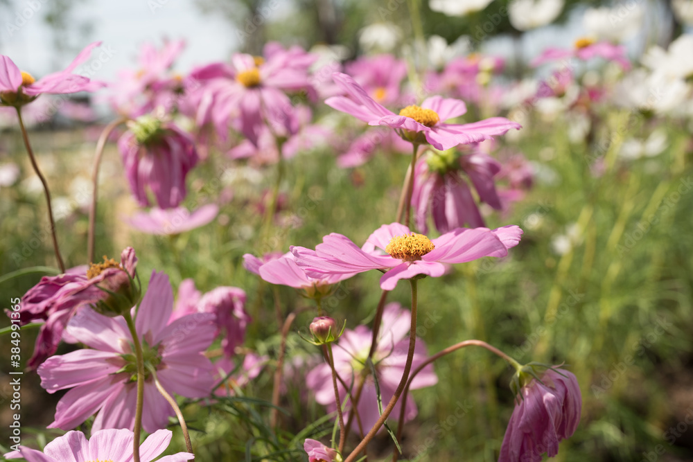 Cosmos flowers blossom field close up in garden Cosmos flowers blossom field close up in garden