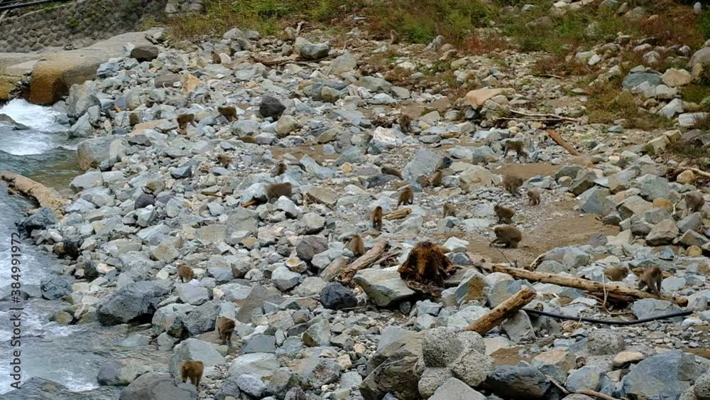A slow motion of many snow monkeys running around on the rocks by the riverbed after Typhoon Hagibis, Nagano, Japan. A slow motion of many snow monkeys running around on the rocks by the riverbed after Typhoon Hagibis, Nagano, Japan.